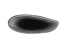 Barras Techo Yakima Corebar Med 60" Negro Acero